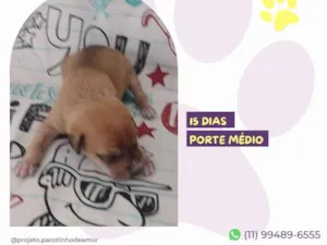 Cachorro raça SRD-ViraLata idade Abaixo de 2 meses nome Jacó