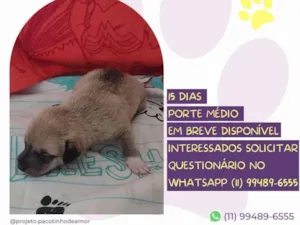 Cachorro raça SRD-ViraLata idade Abaixo de 2 meses nome Dã