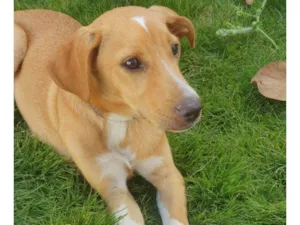 Cachorro raça SRD-ViraLata idade 2 a 6 meses nome CLEYTINHO