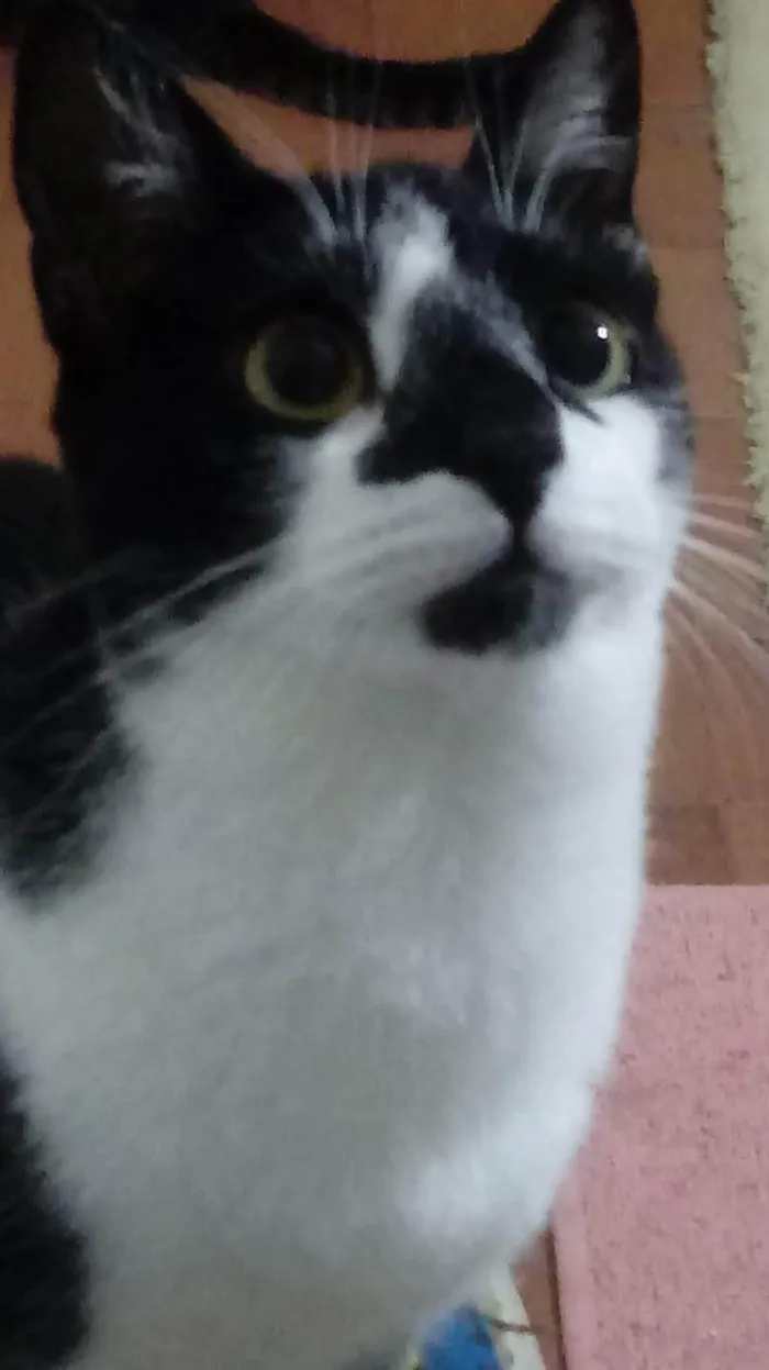 Gato ra a SRD-ViraLata idade 1 ano nome Linguiça linda gatinha 