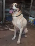 Apollo