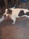 Apollo