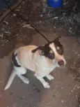 Apollo