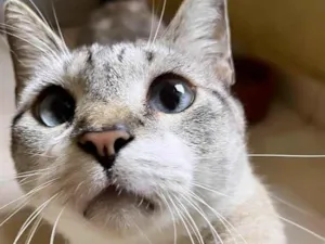 Gato raça SRD-ViraLata idade 7 a 11 meses nome Oliver 11meses 