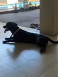Ada