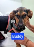 BUDDY