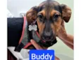 BUDDY