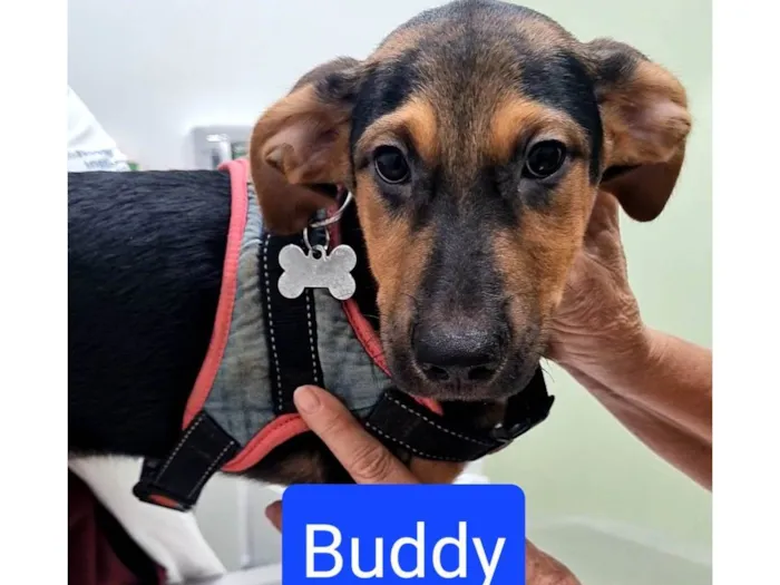 Cachorro ra a SRD-ViraLata idade 2 a 6 meses nome BUDDY