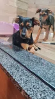 BRISA