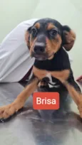 BRISA