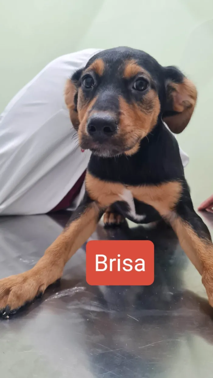 Cachorro ra a SRD-ViraLata idade 2 a 6 meses nome BRISA