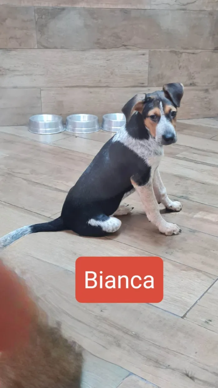 Cachorro ra a SRD-ViraLata idade 2 a 6 meses nome BIANCA