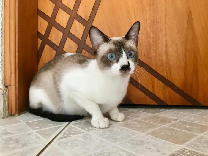 Gato ra a SRD-ViraLata idade 7 a 11 meses nome Amanda 9meses 