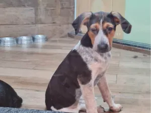 Cachorro raça SRD-ViraLata idade 2 a 6 meses nome BIANCA