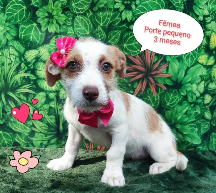 Cachorro ra a SRD-ViraLata idade 2 a 6 meses nome lary