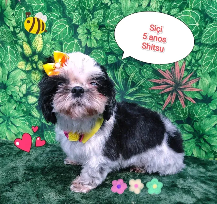 Cachorro ra a Shitzu idade 5 anos nome siçi