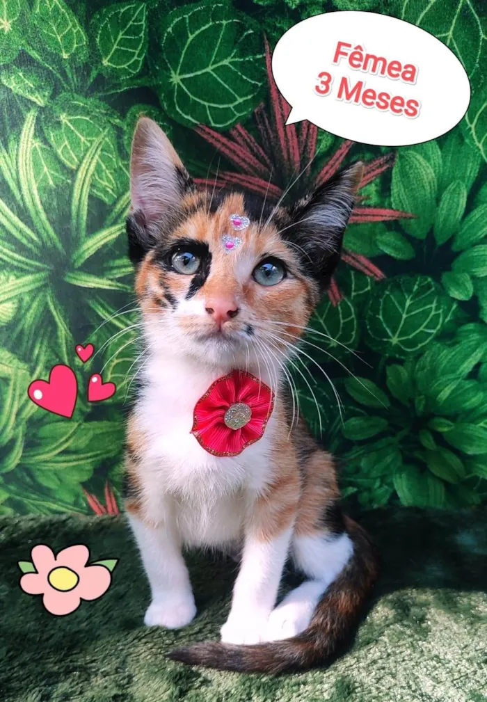 Gato ra a SRD-ViraLata idade 2 a 6 meses nome marry