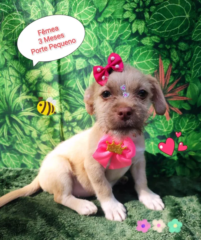 Cachorro ra a SRD-ViraLata idade 2 a 6 meses nome manu