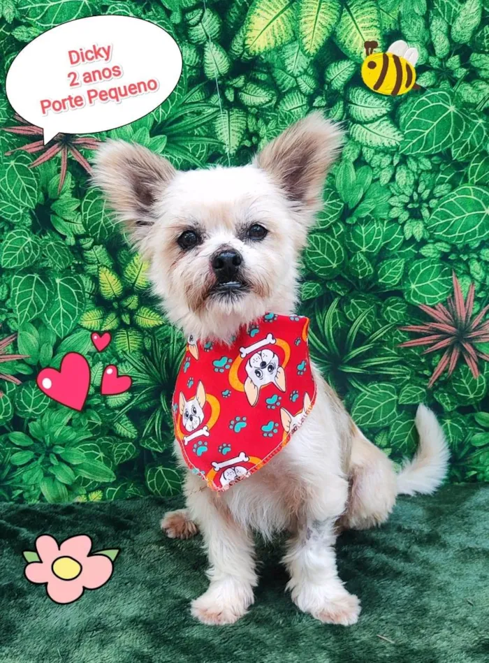 Cachorro ra a SRD-ViraLata idade 2 anos nome dicky
