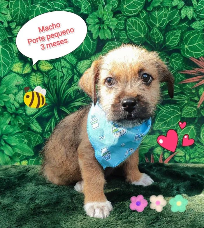 Cachorro ra a SRD-ViraLata idade 2 a 6 meses nome mane