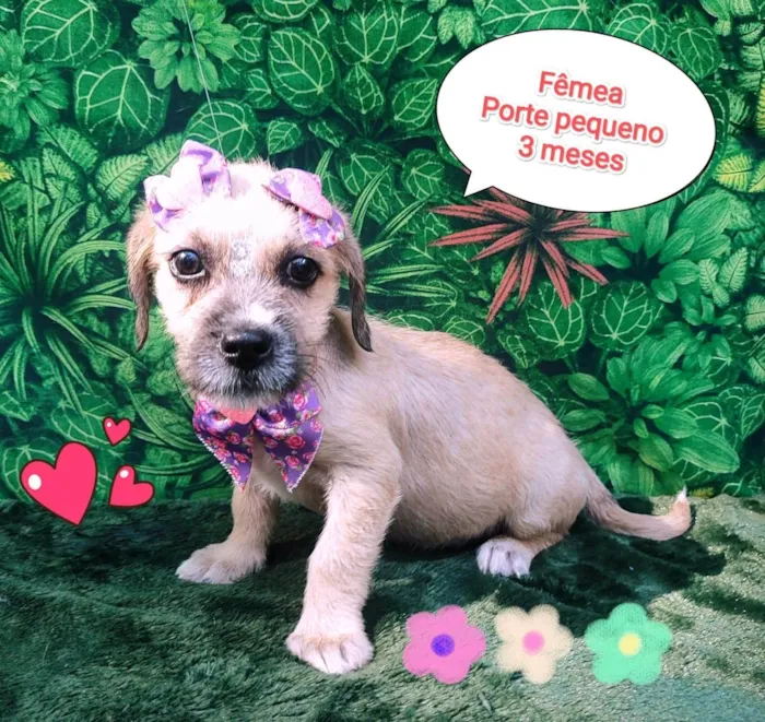 Cachorro ra a SRD-ViraLata idade 2 a 6 meses nome luisa
