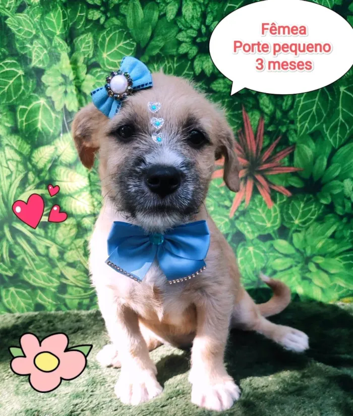 Cachorro ra a SRD-ViraLata idade 2 a 6 meses nome cindy