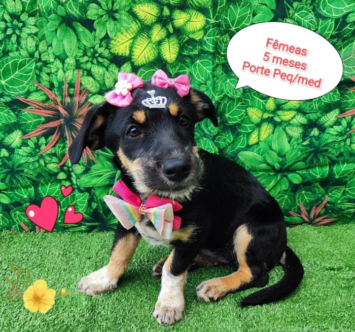 Cachorro ra a srd idade 2 a 6 meses nome miah