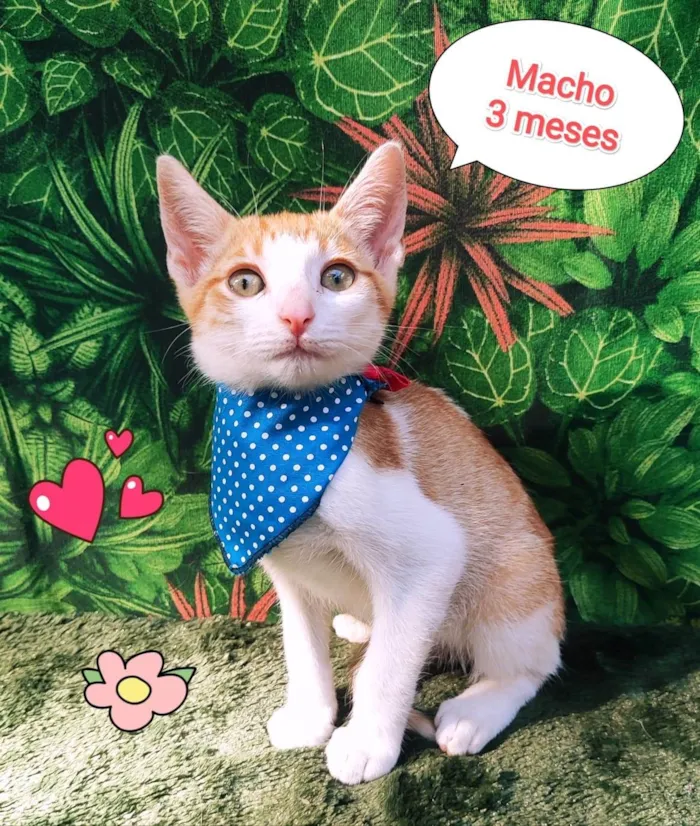 Gato ra a srd idade 2 a 6 meses nome nicolas