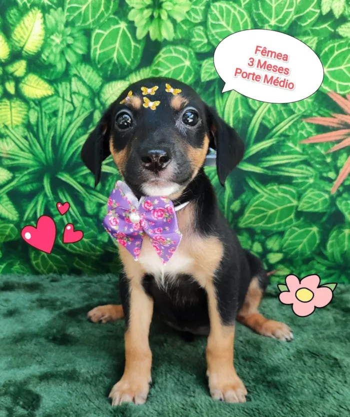 Cachorro ra a SRD-ViraLata idade 2 a 6 meses nome LULU