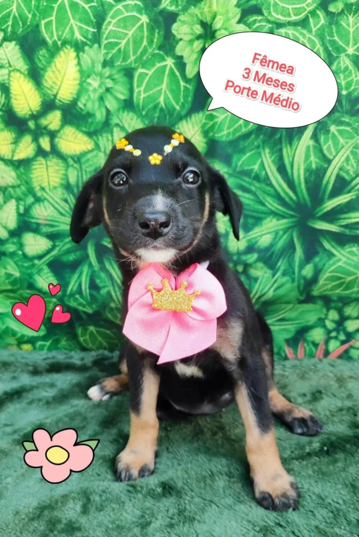Cachorro ra a SRD-ViraLata idade 2 a 6 meses nome LILI