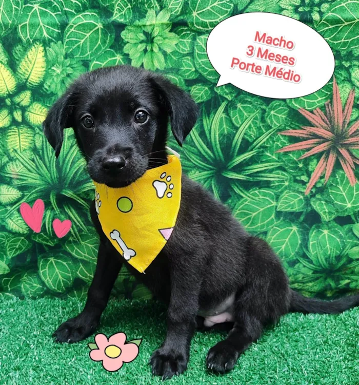 Cachorro ra a SRD-ViraLata idade 2 a 6 meses nome nick