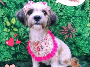 Cachorro raça SRD-ViraLata idade 2 anos nome laura