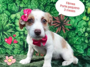 Cachorro raça SRD-ViraLata idade 2 a 6 meses nome lary