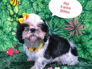 Cachorro raça Shitzu idade 5 anos nome siçi