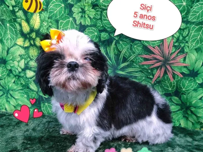 Cachorro ra a Shitzu idade 5 anos nome siçi