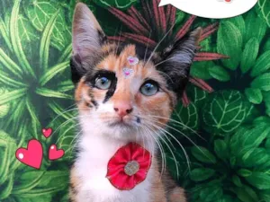 Gato raça SRD-ViraLata idade 2 a 6 meses nome marry