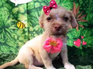 Cachorro raça SRD-ViraLata idade 2 a 6 meses nome manu