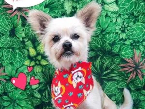 Cachorro raça SRD-ViraLata idade 2 anos nome dicky