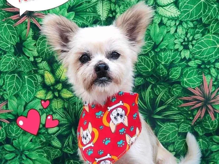 Cachorro ra a SRD-ViraLata idade 2 anos nome dicky