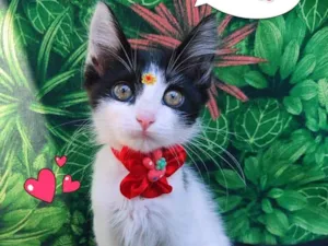 Gato raça SRD-ViraLata idade 2 a 6 meses nome lully