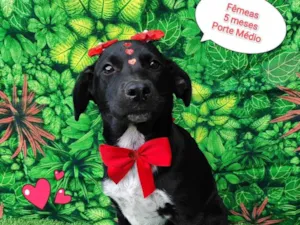 Cachorro raça SRD-ViraLata idade 2 a 6 meses nome kim