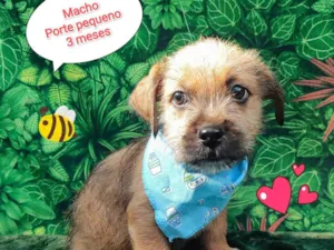 Cachorro raça SRD-ViraLata idade 2 a 6 meses nome mane