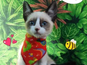 Gato raça SRD-ViraLata idade 2 a 6 meses nome max