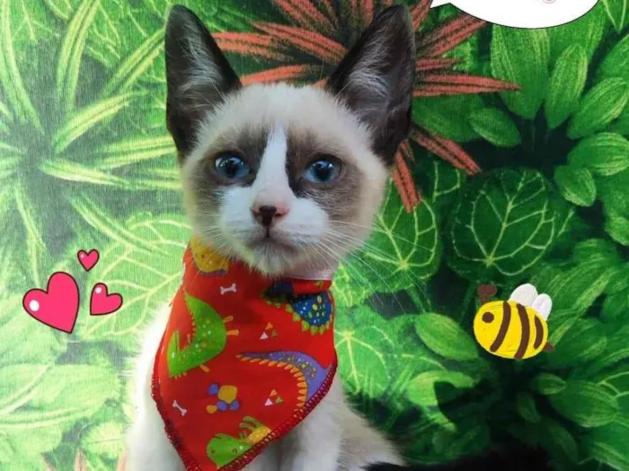 Gato ra a SRD-ViraLata idade 2 a 6 meses nome max