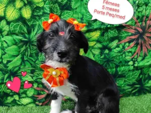 Cachorro raça SRD-ViraLata idade 2 a 6 meses nome xuxa