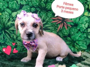Cachorro raça SRD-ViraLata idade 2 a 6 meses nome luisa