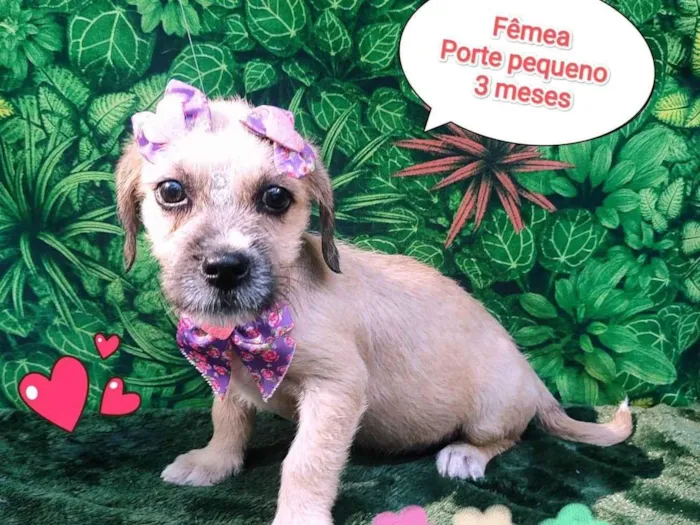 Cachorro ra a SRD-ViraLata idade 2 a 6 meses nome luisa