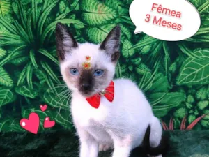 Gato raça SRD-ViraLata idade 2 a 6 meses nome hana