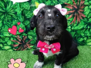 Cachorro raça SRD-ViraLata idade 2 a 6 meses nome mavie