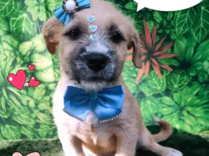 Cachorro raça SRD-ViraLata idade 2 a 6 meses nome cindy